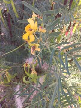 Image of Senna artemisioides subsp. zygophylla