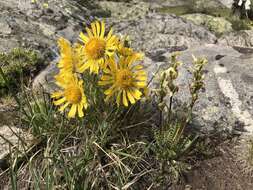 Image of graylocks four-nerve daisy