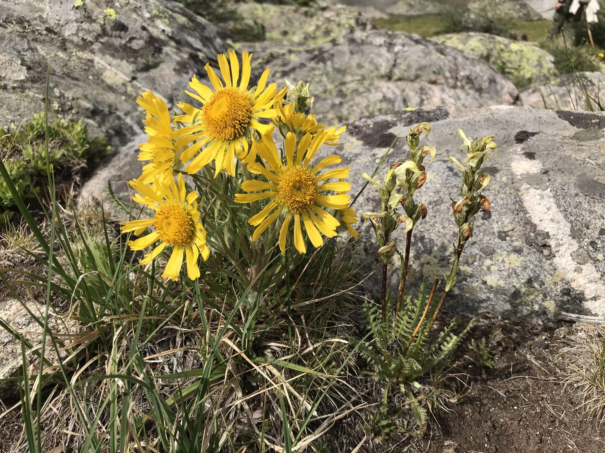 Image of graylocks four-nerve daisy