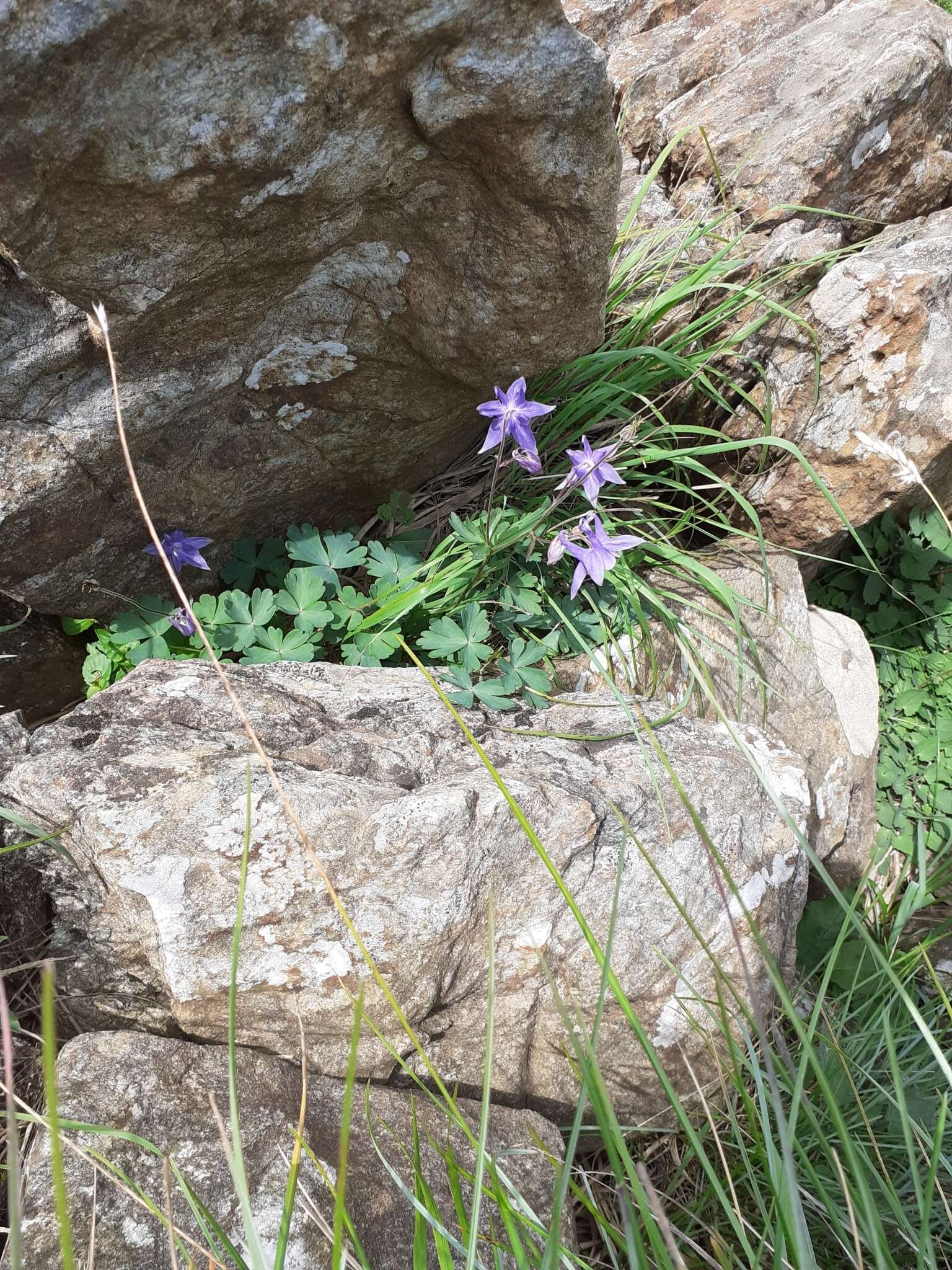 Image of Aquilegia ophiolithica Barberis & E. Nardi