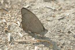 Image of Hyponephele lupinus Costa 1836