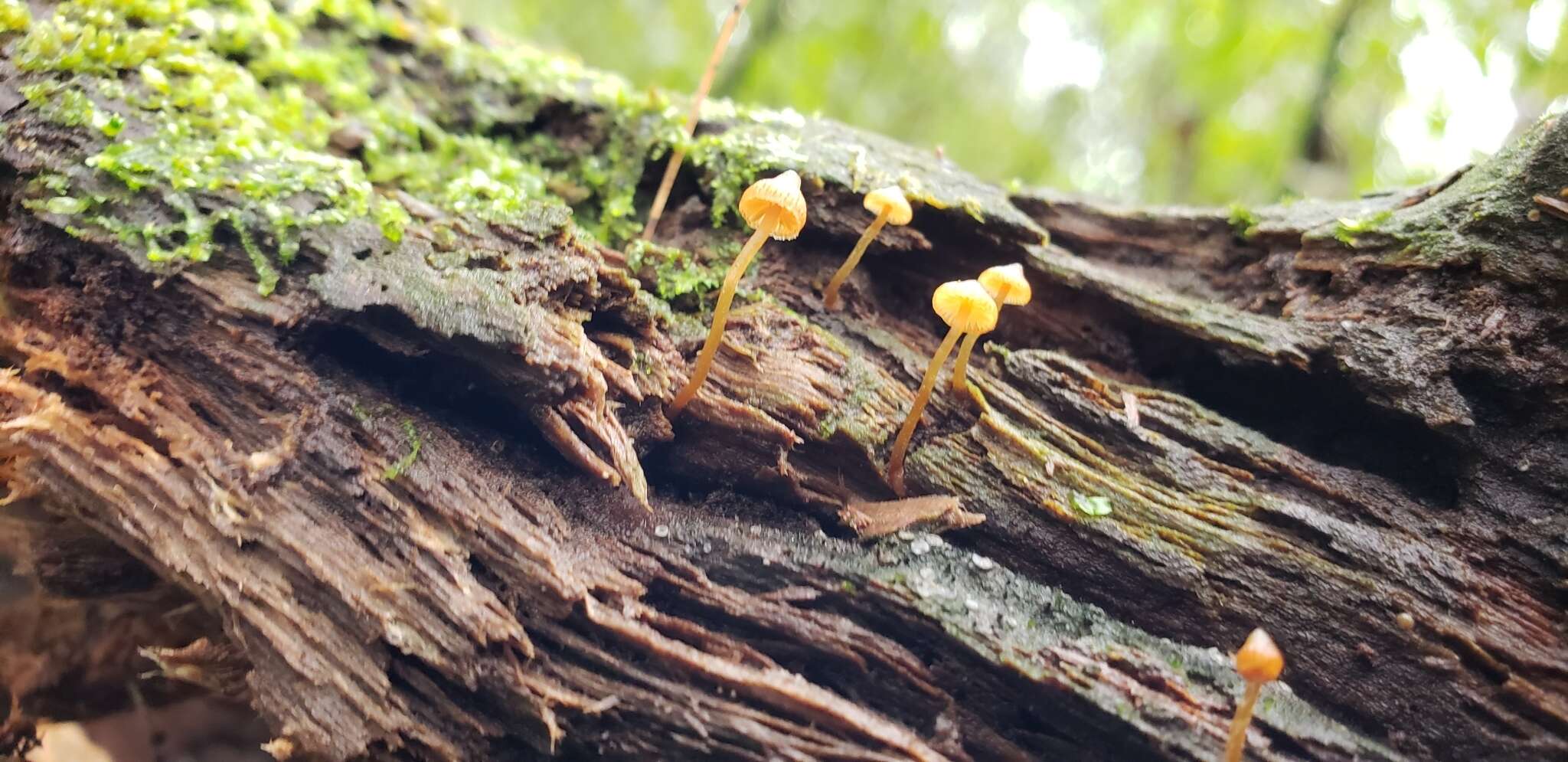 Image of Galerina triscopa (Fr.) Kühner 1935