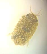 Image of Isopod