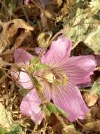 Image of Alcea acaulis (Cav.) Alef.