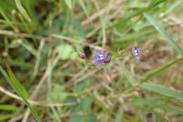 Image of Lobelia alsinoides Lam.