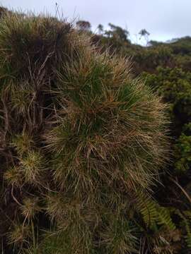 Image of Avenella flexuosa subsp. foliosa (Hack.) Veldkamp