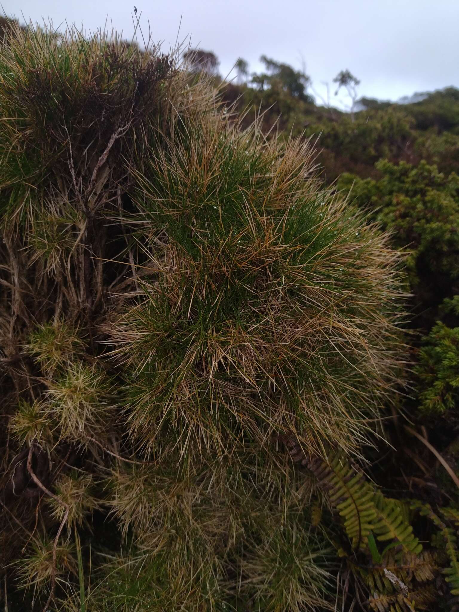 Imagem de Avenella flexuosa subsp. foliosa (Hack.) Veldkamp