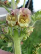 Scrophularia grandiflora DC. resmi