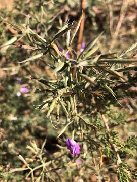 Image of Dicliptera decorticans (K. Balkwill) I. Darbysh.