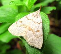 Image of Morbid Owlet