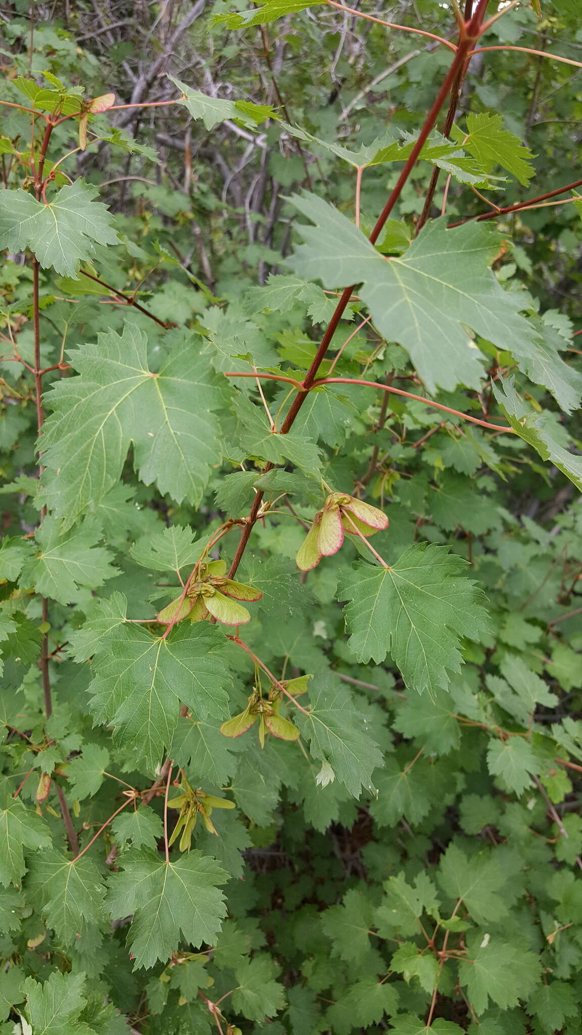 Image of Rocky Mountain maple