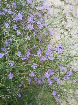 Image of Limonium sommierianum (Fiori) Arrigoni