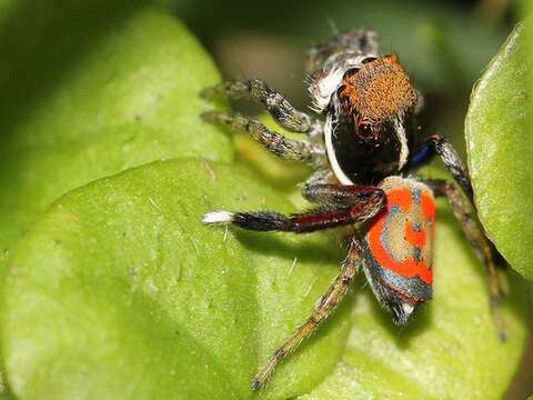 Image of Peacock spider