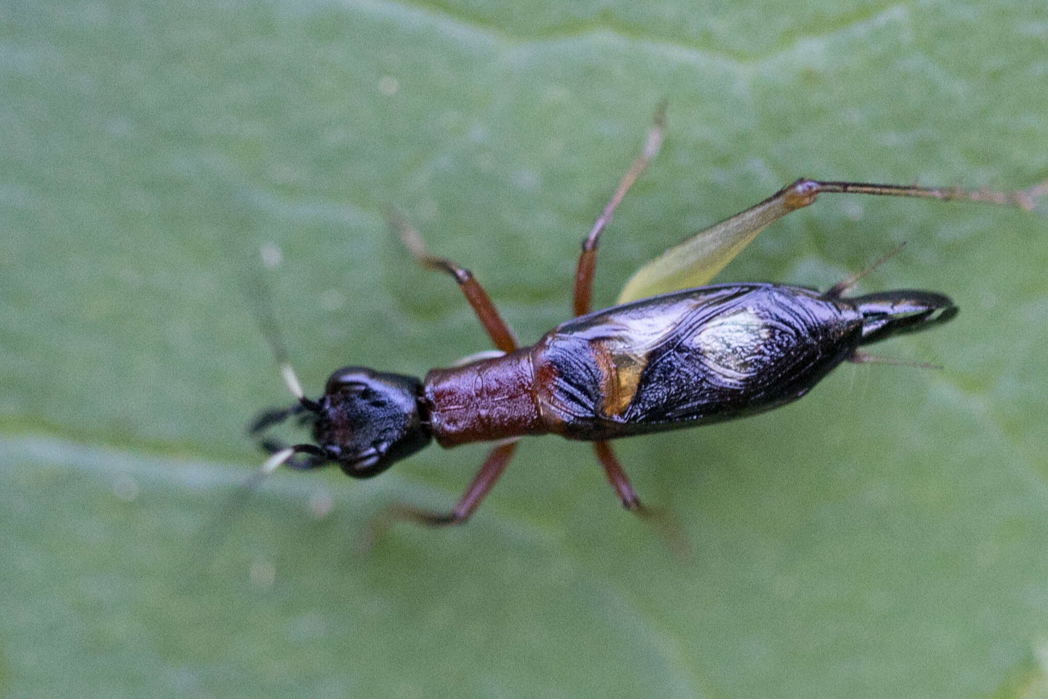 صورة Cranistus colliurides Stål 1861