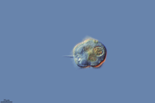 Image of <i>Urocentrum turbo</i>