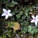 Image of Ophiorrhiza mitchelloides (Masam.) H. S. Lo