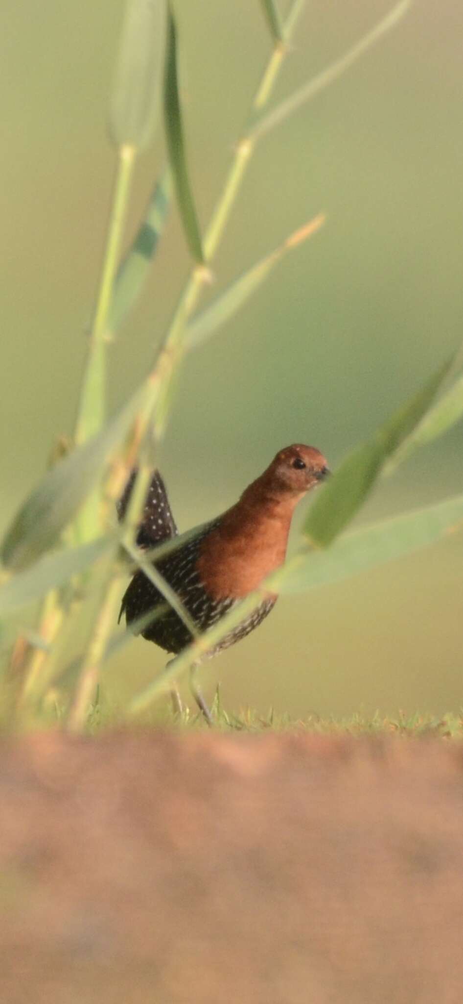 Image of Red-chested Flufftail