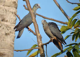 Image of Island Bronze-naped Pigeon