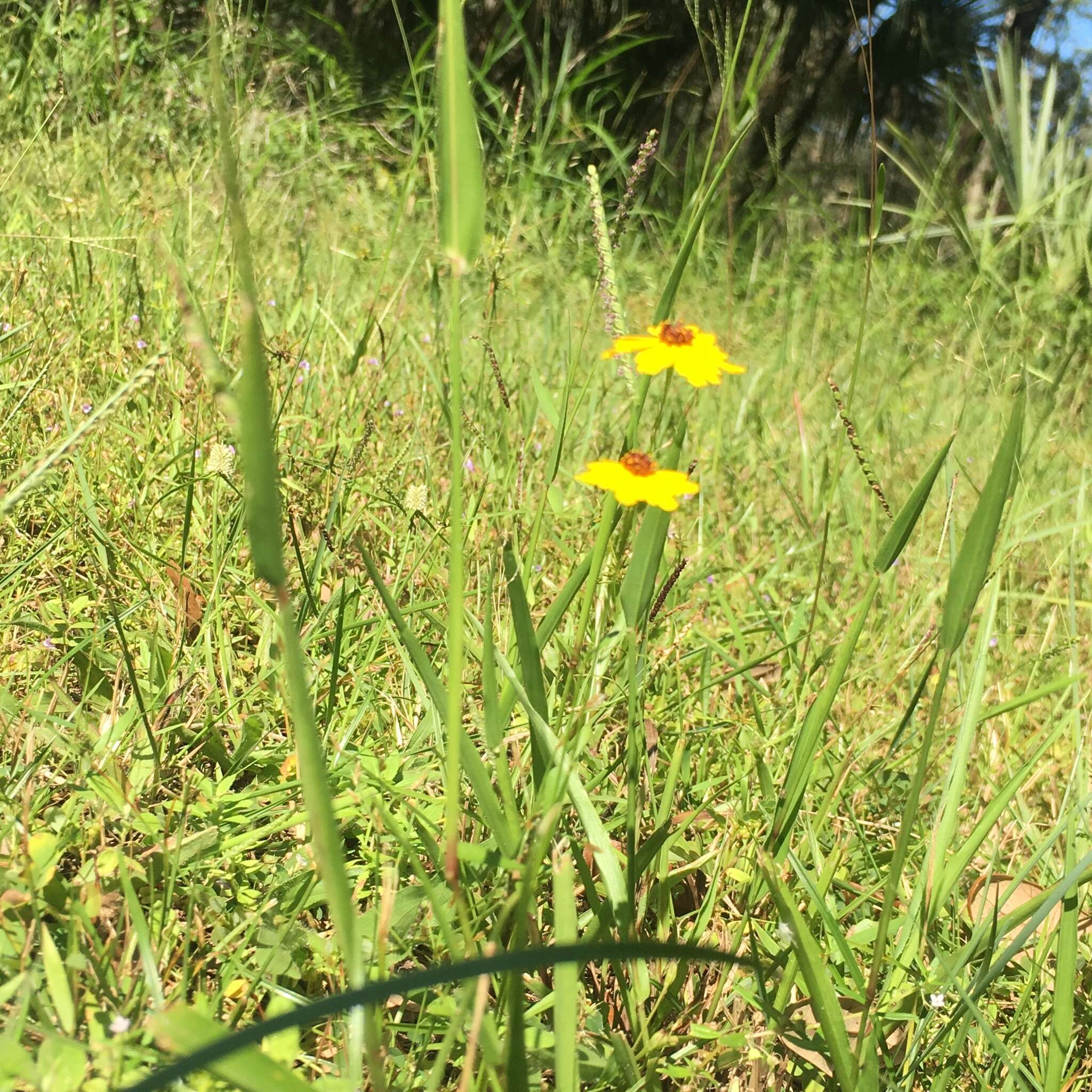 صورة Coreopsis leavenworthii Torr. & A. Gray