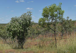 Image of Grevillea mimosoides R. Br.