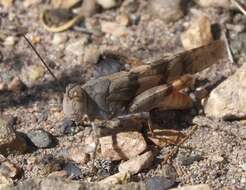 Trimerotropis melanoptera McNeill 1901 resmi