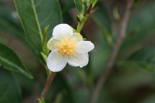 Image of tea