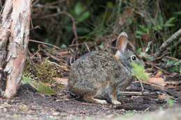 Image of Andean tapeti