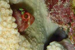 Image of Coral scorpionfish