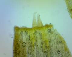 Image of <i>Ulota crispula</i>