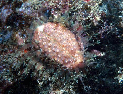 Image of granulated cowry