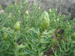 Image of Pteronia onobromoides DC.