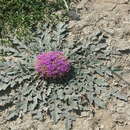 Image de Platycarphella carlinoides (Oliv. & Hiern) V. A. Funk & H. Rob.