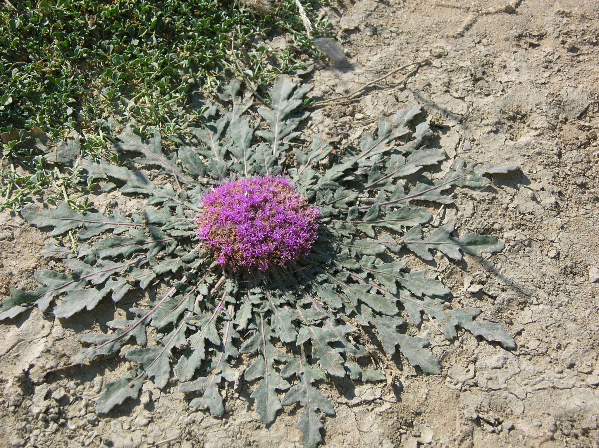 Image de Platycarphella carlinoides (Oliv. & Hiern) V. A. Funk & H. Rob.