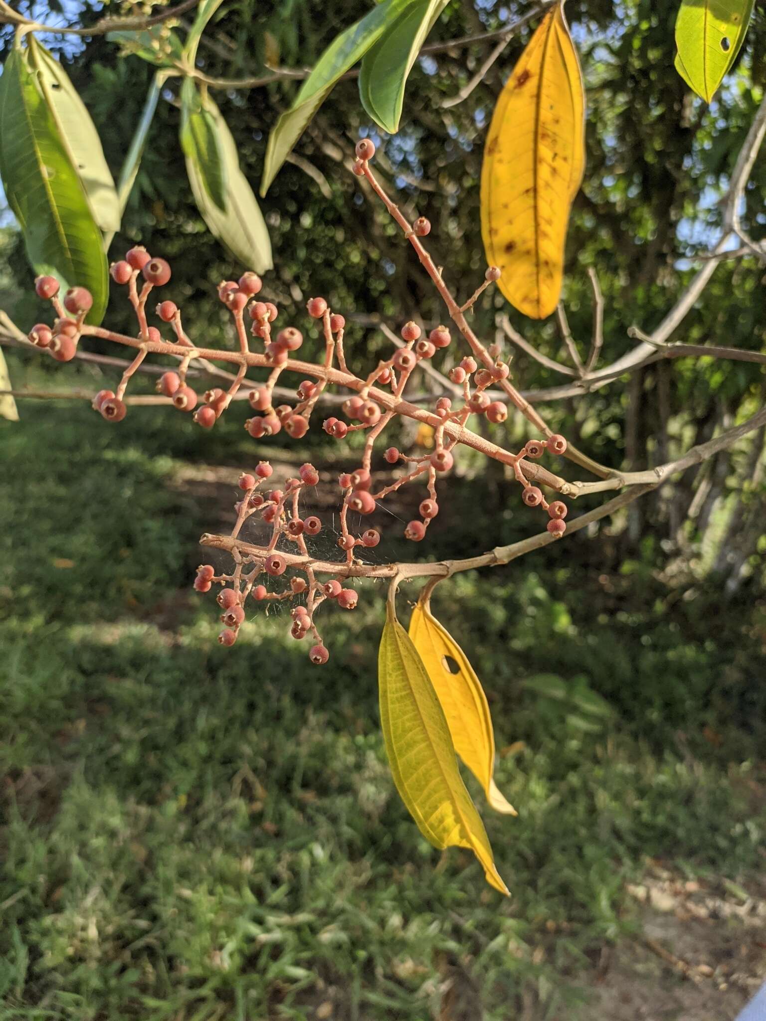 Plancia ëd Miconia trinervia (Sw.) D. Don ex Loud.