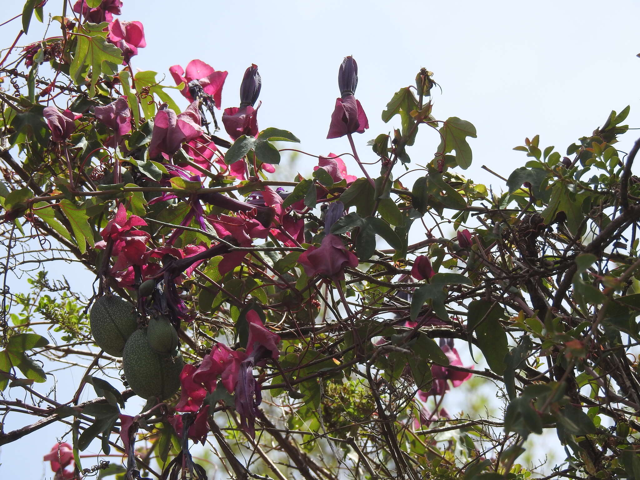 Image of Passiflora umbilicata (Griseb.) Harms