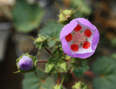 Image of <i>Eremalche rotundifolia</i> (A. Gray) Greene