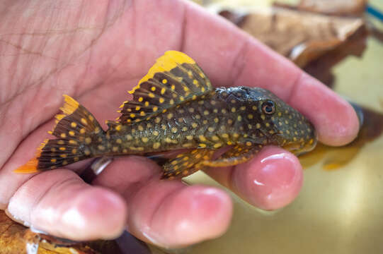 Image of Golden nugget pleco