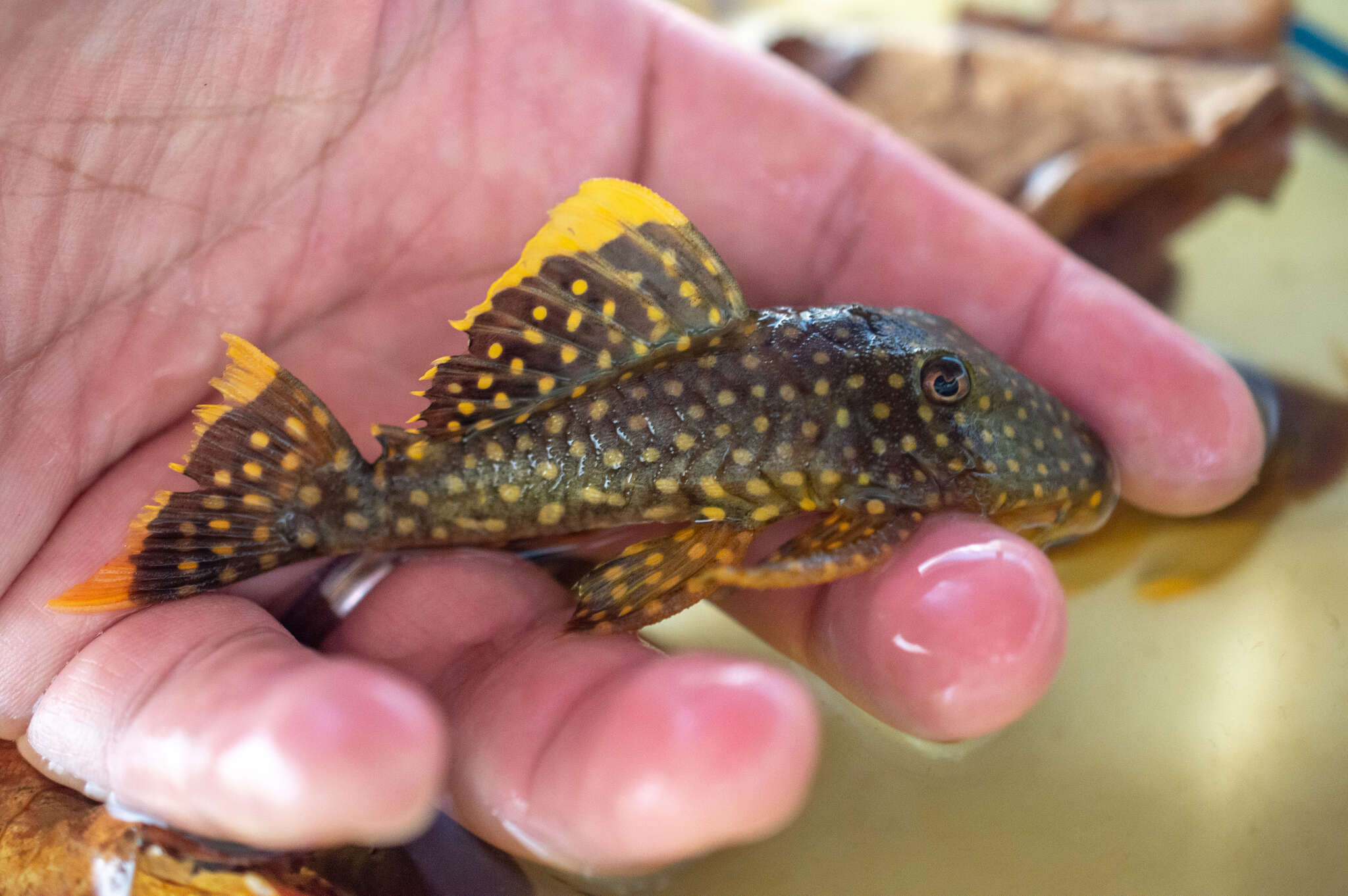 Image of Golden nugget pleco