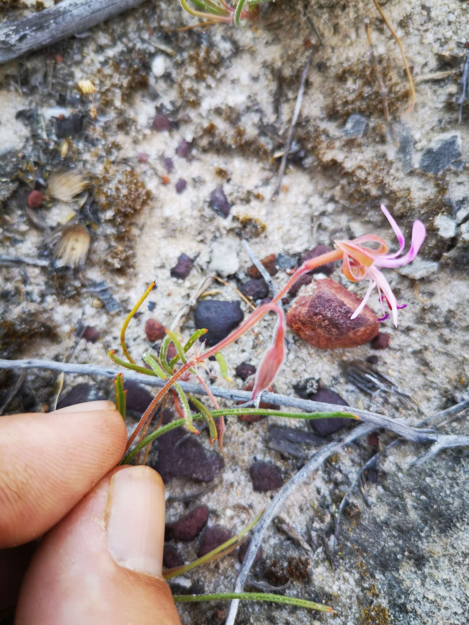 Image of Pelargonium coronopifolium Jacq.