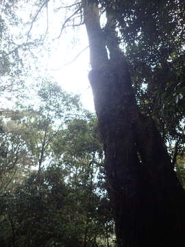 Image of Taiwan White Pine