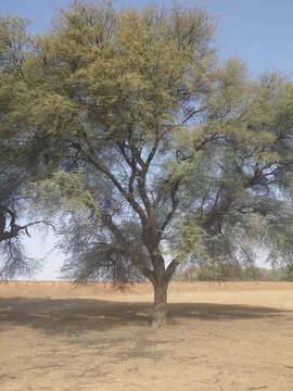 Vachellia nilotica subsp. tomentosa (Benth.) Kyal. & Boatwr. resmi