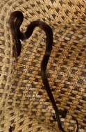 Image of MacDougall's Graceful Brown Snake