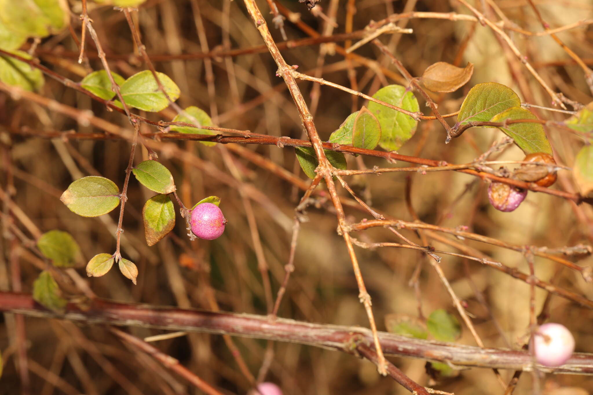 Image of Symphoricarpos × chenaultii Rehder