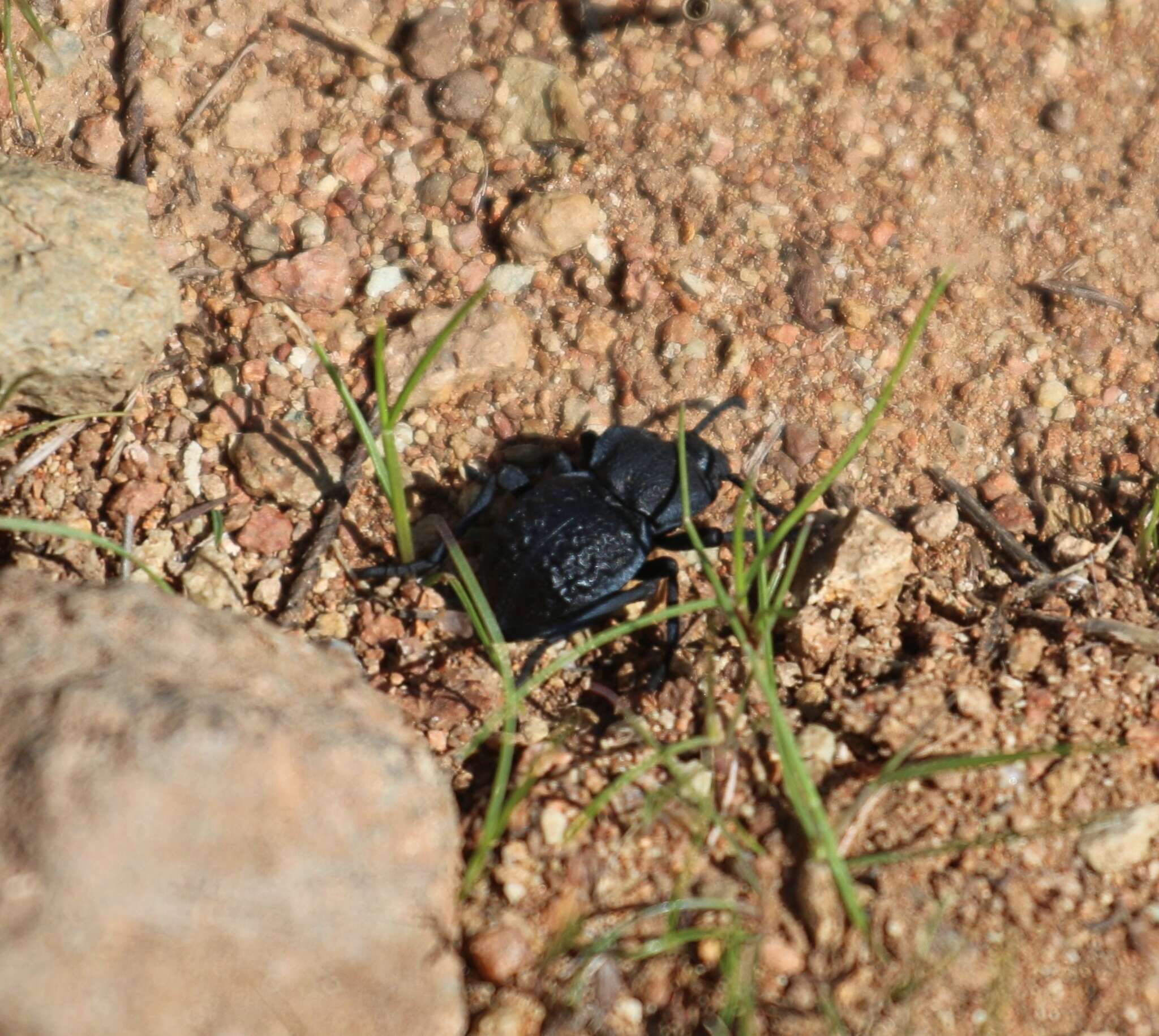 Image of Microschatia inaequalis Le Conte 1851