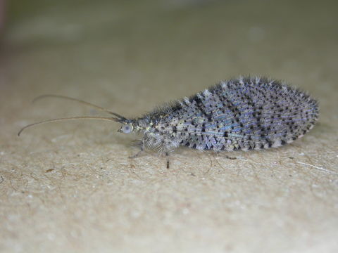 Image of Spermophorella
