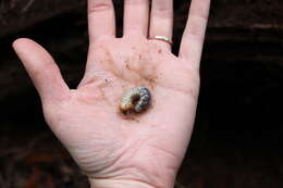 Image of Kauai Flightless Stag Beetle