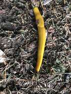 Image of California Banana Slug