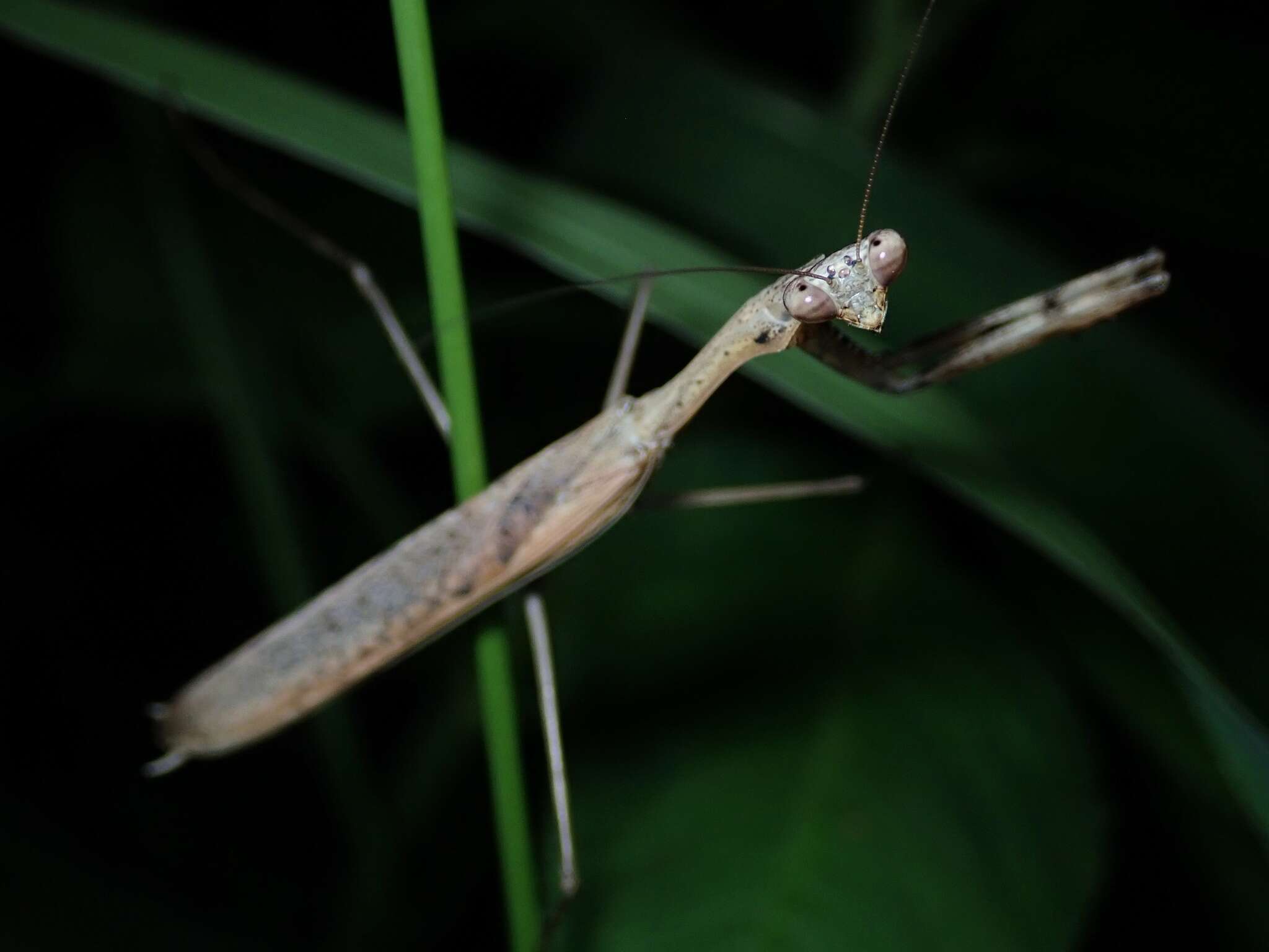 Image of Statilia nemoralis Saussure 1870