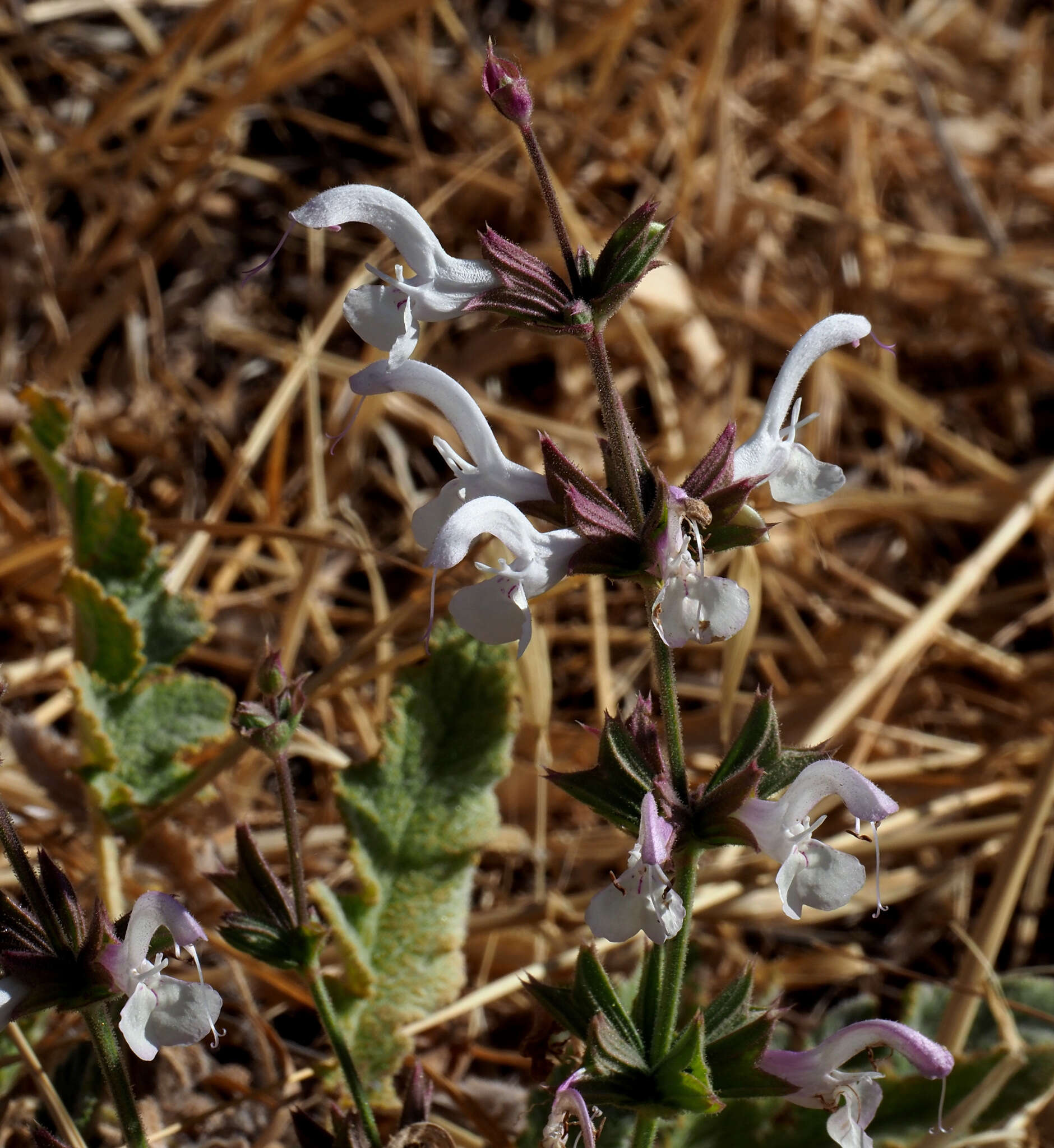 Image of Salvia palaestina Benth.