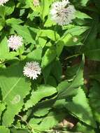 Image of Broad-Leaf Barbara's-Buttons